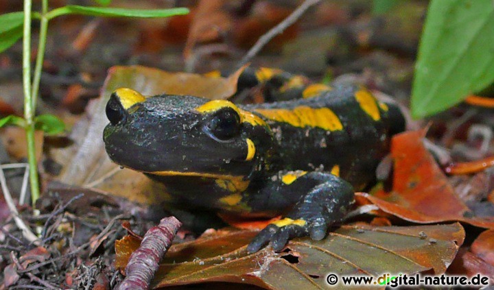 Der Feuersalamander ist ein Bewohner feuchter, strukturreicher Laubwälder