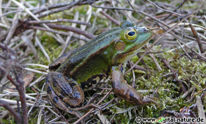 Der Kleine Teichfrosch ernährt sich von Würmern und diversen Insekten