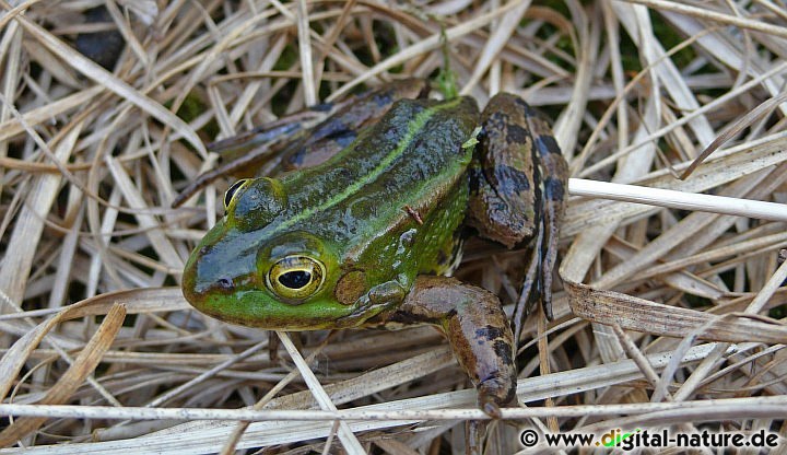 Die drei Arten der Gattung Pelophylax sehen sich recht ähnlich