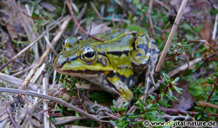 Der Kleine Teichfrosch ist mit max. 7cm die kleinste Art der Gattung