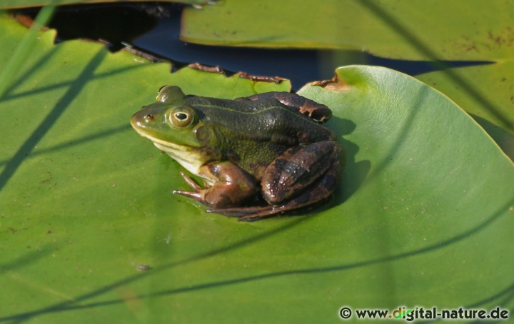 Wasserfrosch-Arten: Bestimmung und Unterscheidung