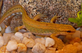 Fadenmolch