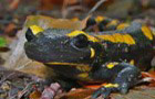 Feuersalamander