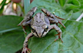 Amphibien und Reptilien