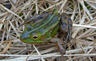 Kleiner Teich- oder Wasserfrosch