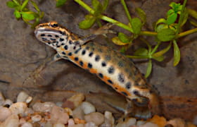 Teichmolch