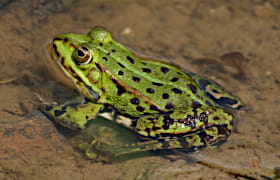 Wasserfrosch-Komplex