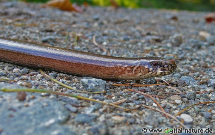 Die Blindschleiche zählt zu den häufigsten Reptilien Europas