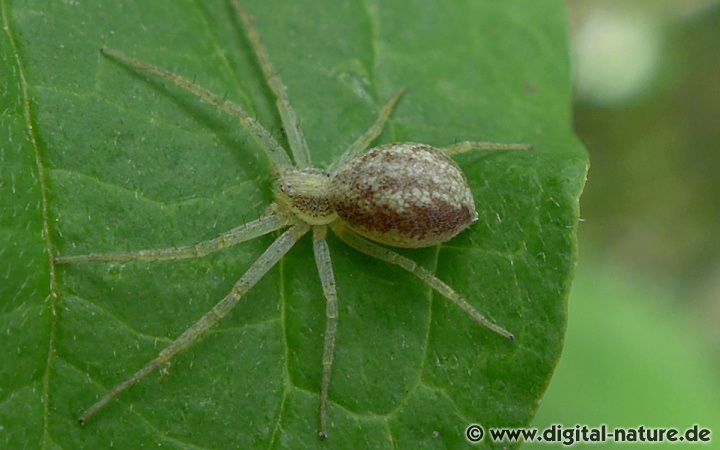 Die Laufspinne Philodromus albidus lebt im Hecken-Biotop