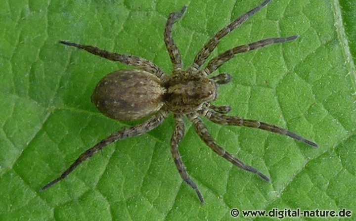 Pardosa amentata findet man auf Feuchtwiesen