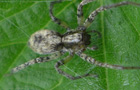 Anyphaena accentuata