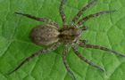 Pardosa amentata