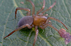 Wasserspinne