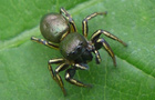 Heliophanus auratus