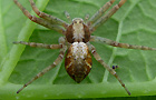 Philodromus aureolus