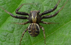 Xysticus cristatus
