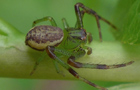 Grüne Krabbenspinne