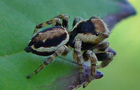 Evarcha falcata