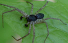 Weißrandiger Flachstrecker