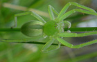 Huschspinne