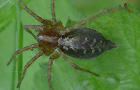 Labyrinthspinne