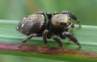 Evarcha laetabunda