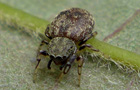 Laubspringspinne