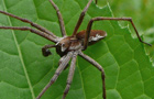 Listspinne