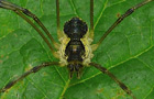 Mitopus morio