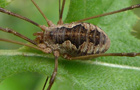 Phalangium opilio