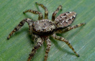 Rindenspringspinne