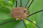 Leiobunum rotundum