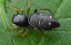 Spinnentiere