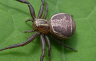 Sumpfkrabbenspinne
