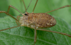 Schwarzaugenkanker