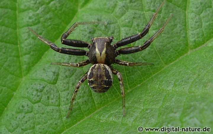 Xysticus cristatus ist auch unter dem Namen Busch-Krabbenspinne bekannt