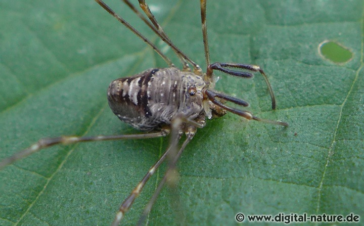 Dicranopalpus ramosus lebt an Waldrändern oder im Siedlungsgebiet
