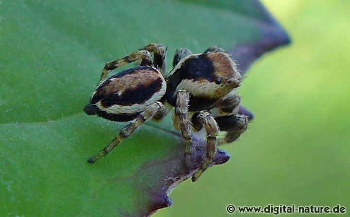 Evarcha falcata lebt auf Lichtungen oder im Heide-Biotop
