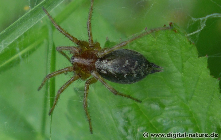 Die Labyrinthspinne baut ausgedehnte Trichternetze