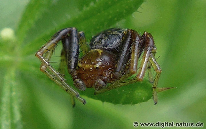 Xysticus lanio betreibt eine Art Brutpflege und verteidigt das Gelege