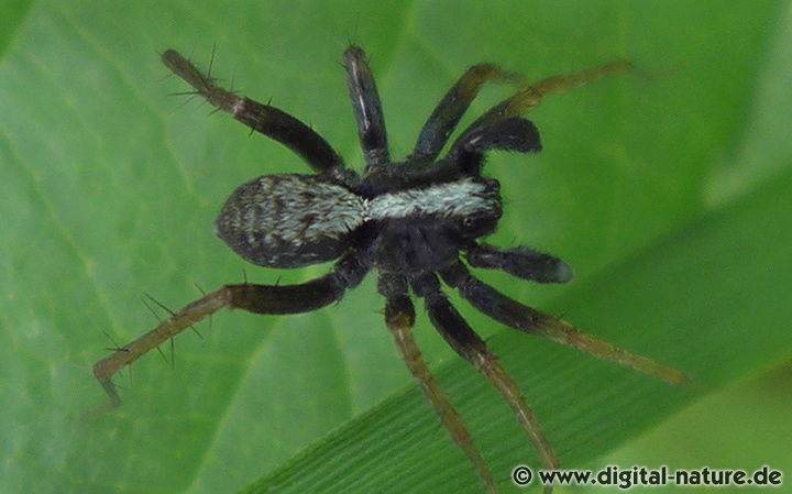 Pardosa lugubris findet man meist in Bodennähe