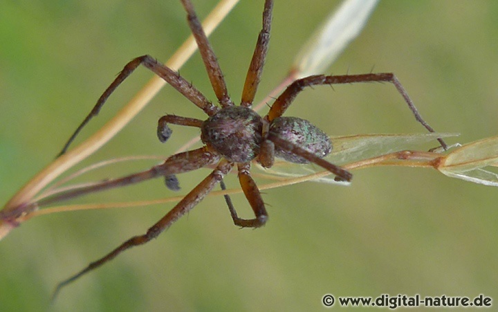 Die Spinnen bauen keine Netze sondern jagen aktiv nach Insekten