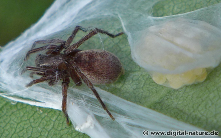 Die Sumpf-Sackspinne findet man im Uferbereich von Gewässern