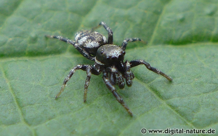 Salticus zebraneus lebt auf Streuobstwiesen