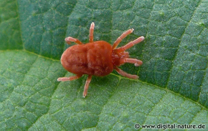 Die Arten der Laufmilben Familie Trombidiidae