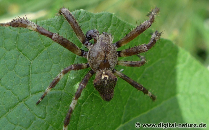 Araneus angulatus baut bis 50cm große Radnetze