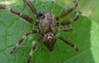 Araneus angulatus