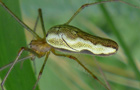 Bergstreckerspinne