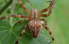 Araneoidea