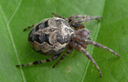 Larinioides cornutus